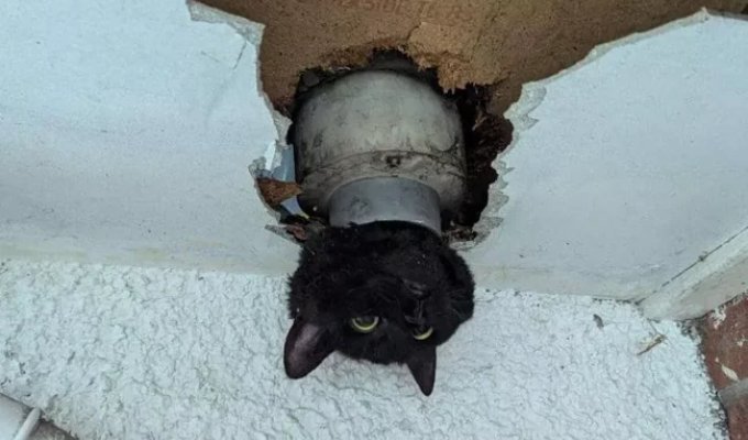 Rescuing a cat stuck in a pipe (4 photos)