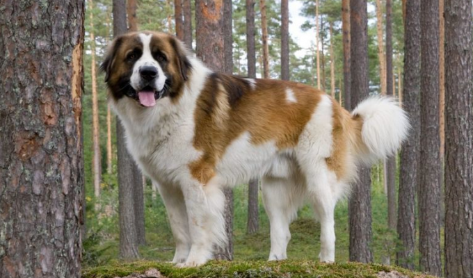 Московская сторожевая собака – что это за порода? (1 фото)