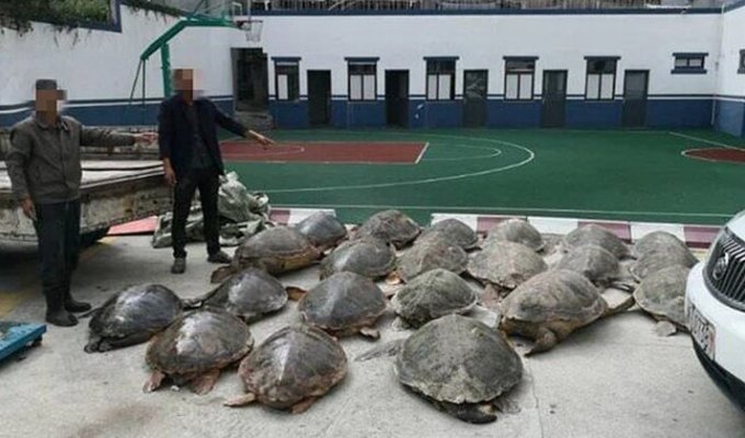 Китаец сел в тюрьму на 13 лет за торговлю морскими черепахами (5 фото)