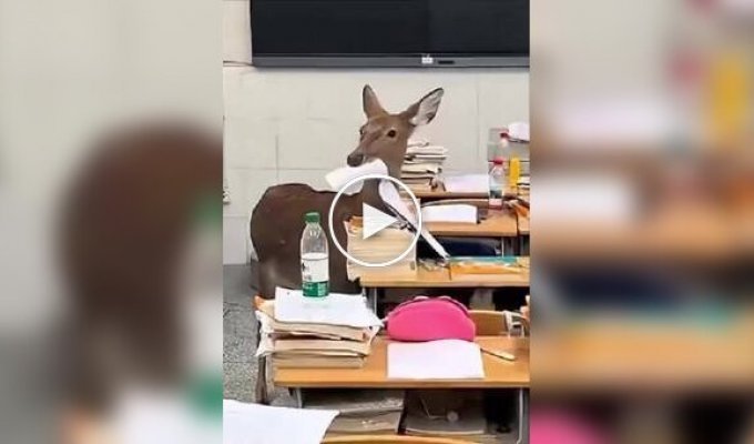 Олень забрел в китайскую школу и съел домашнее задание ученика