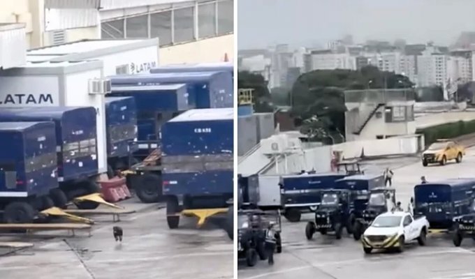 Собака, сбежавшая из клетки, устроила хаос на взлётно-посадочной полосе аэропорта (2 фото + 1 видео)