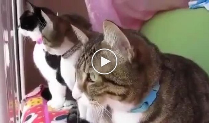 Милая беседа котиков