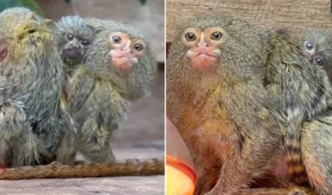 On the verge of extinction: the “world’s smallest” monkey gives birth to twin babies (3 photos)