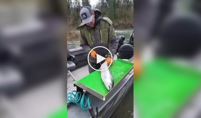 Express fish cleaning