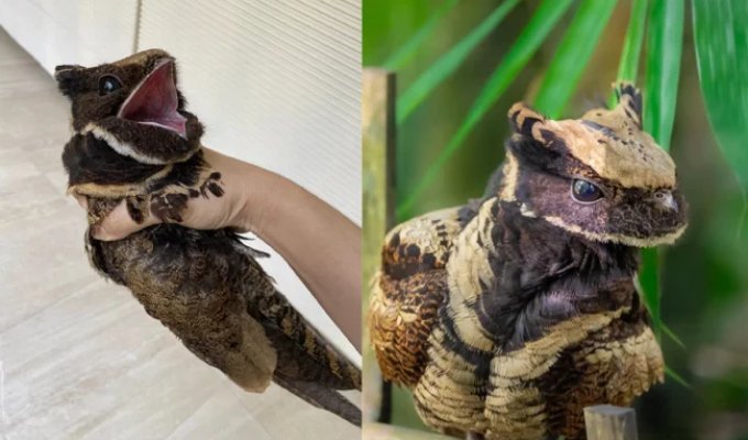 Большой ушастый козодой: жуткая птица невероятной красоты (7 фото)