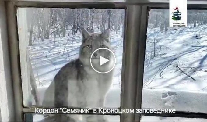 Aunt cat, look out the window: the lynx came to visit the state inspector in Kamchatka