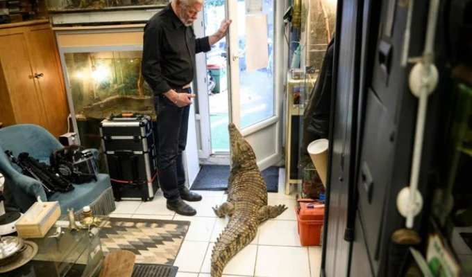 Keeps 400 animals: a man sleeps with an alligator in the same bed and encountered a problem (4 photos + 1 video)