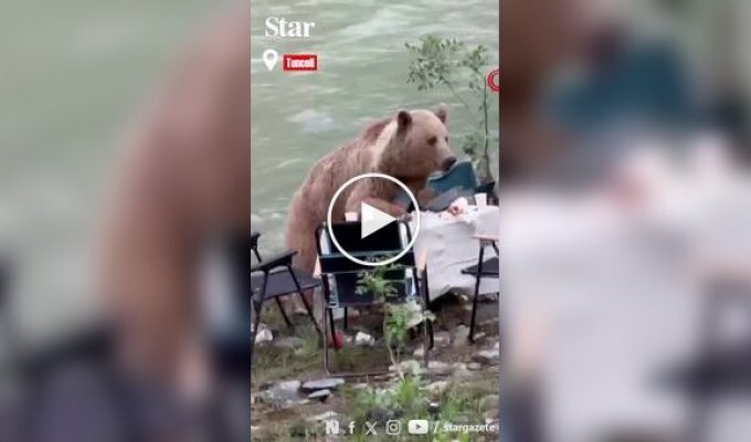 Медведь полакомился едой туристов