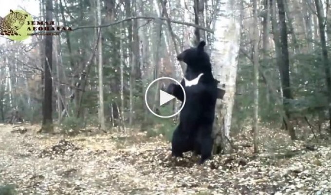 В Приморcком национальном парке засняли танцы медведя с деревом
