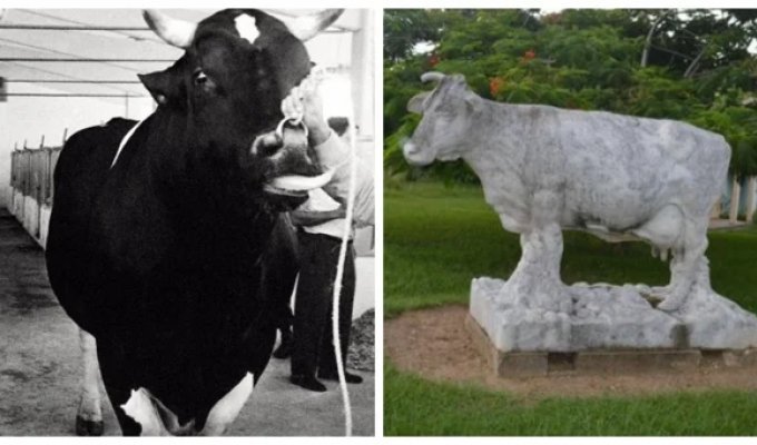 Fidel Castro and his miracle cow (8 photos)