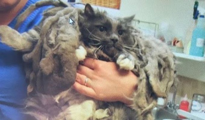 Someone threw a strange shaggy animal into the shelter. After the haircut it turned out it was a cat (10 photos)