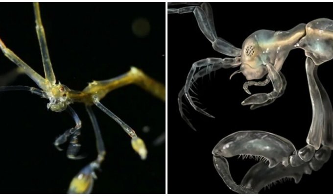Skeleton shrimp that looks like an alien (6 photos)