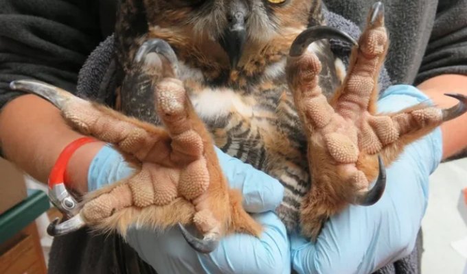 A selection of the most amazing paws from the world of living creatures (15 photos)