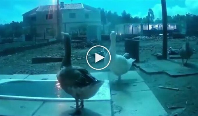 Geese's reaction to a meteor