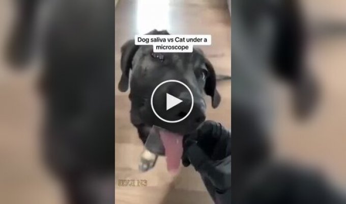 Как выглядит слюна кошки и собаки под микроскопом ., слюна, собака