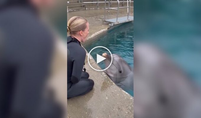 What happens if you sneeze on a dolphin?