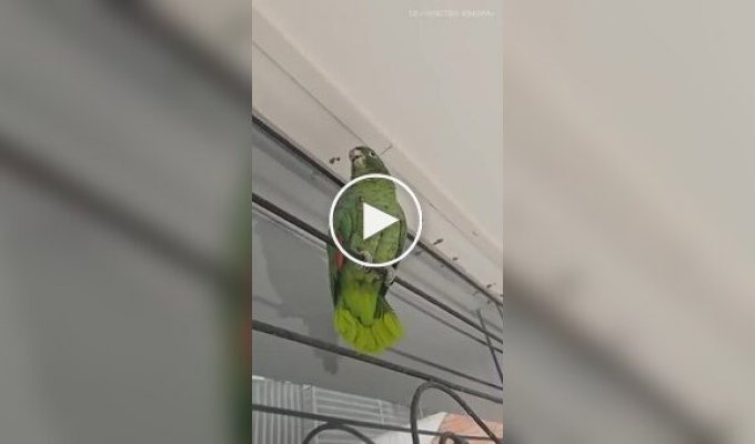 Попугай пародирует курицу
