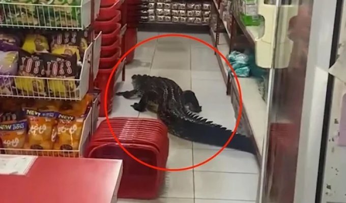 Крокодил устроил переполох в индонезийском супермаркете (3 фото + 1 видео)