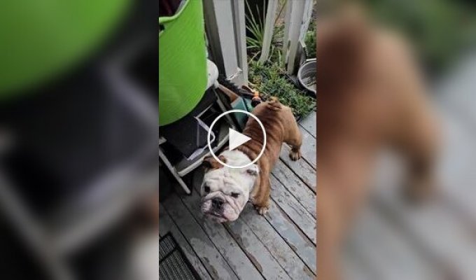 A bulldog skateboarder went for a walk