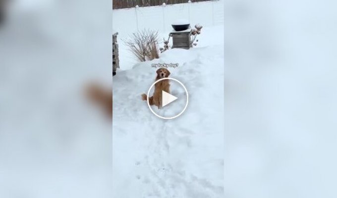 Dog owners figured out how to please him