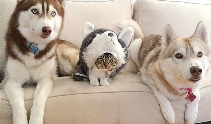 Three huskies saved a kitten from death and became his best friends (9 photos + 1 video)