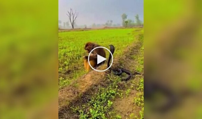 Обезьяна спокойно играет с коброй