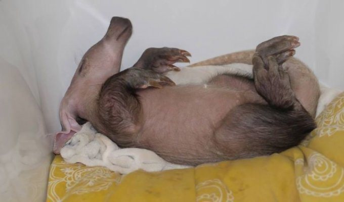 Осиротевший детеныш трубкозуба поселился в семье собак и считает себя одним из них (14 фото)
