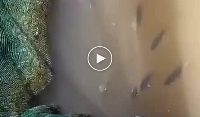 Брызгуны - удивительные рыбы, в которых встроен водяной пистолет