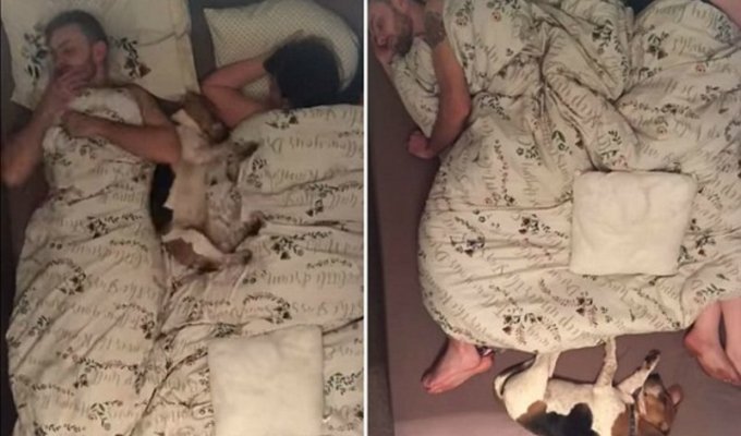 Двоє в ліжку, крім собаки. Кумедний таймлапс про бигла, який намагався поспати з господарями (2 фото + 1 відео)