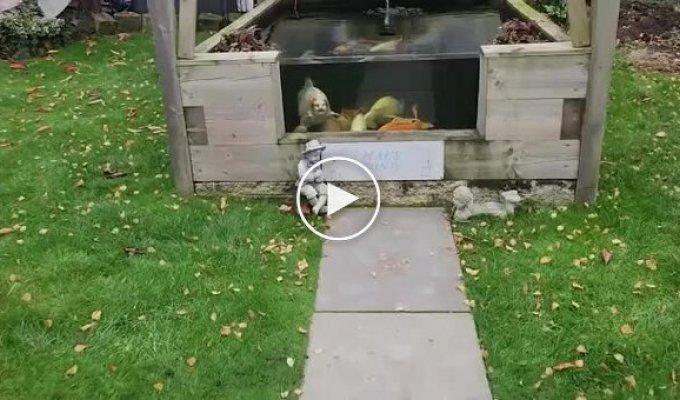 Хозяину карпа с человеческим лицом пришлось нанять охрану