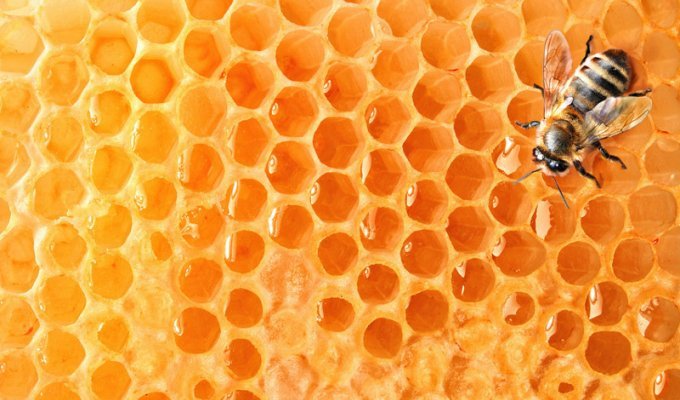 10 вещей, которые могут исчезнуть навсегда, если вымрут пчёлы (11 фото)