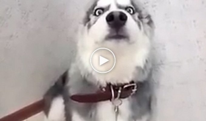 The husky chewed his owner's shoes and became an Internet star. His reaction is something!