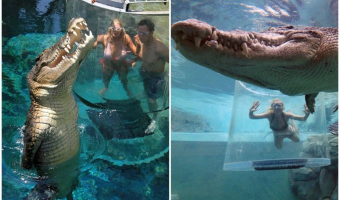 Cage of death. Attraction with giant crocodiles for true extreme sports enthusiasts (12 photos)