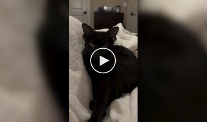 Кот с четырьмя ушками