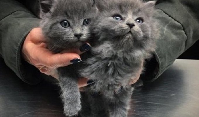 The happy story of two kittens rescued from deadly frosts (12 photos)