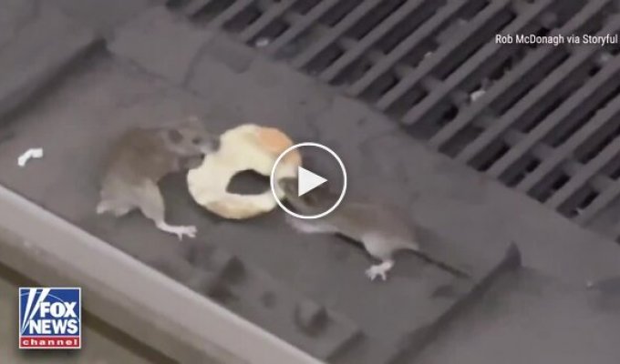 Крысы и половина бублика