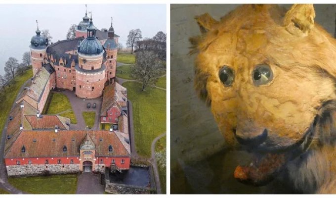 The Inhabitant Of Gripsholm Castle Is A Lion And A Meme (8 photos)