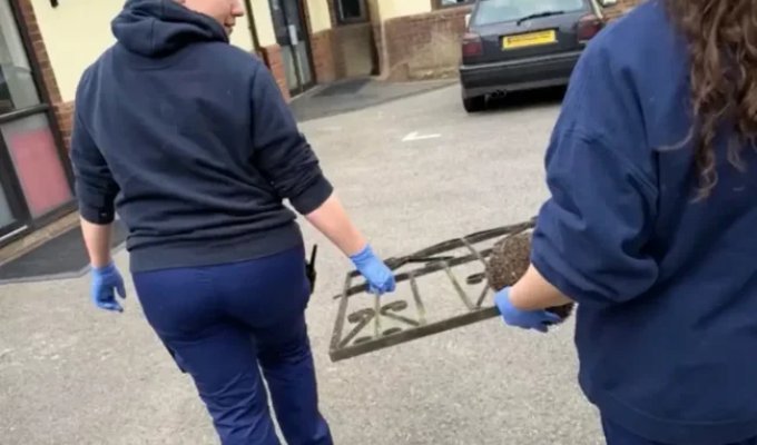 Hedgehog stuck in a gate brought to vet along with the gate (2 photos + 1 video)
