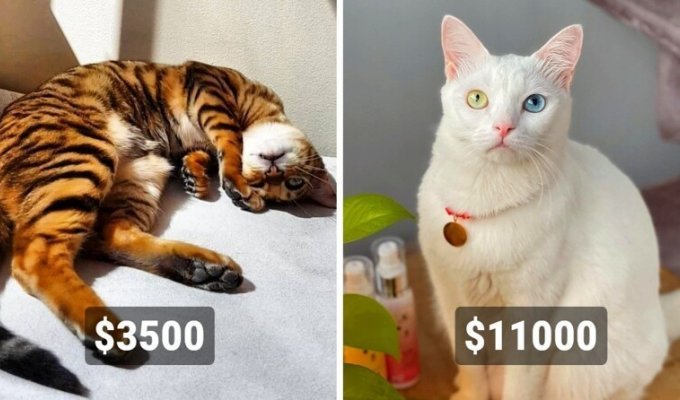 Пушистая драгоценность: 20 самых дорогостоящих пород кошек (21 фото)