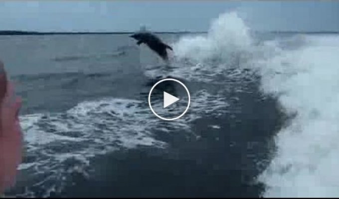 Дельфины столкнулись