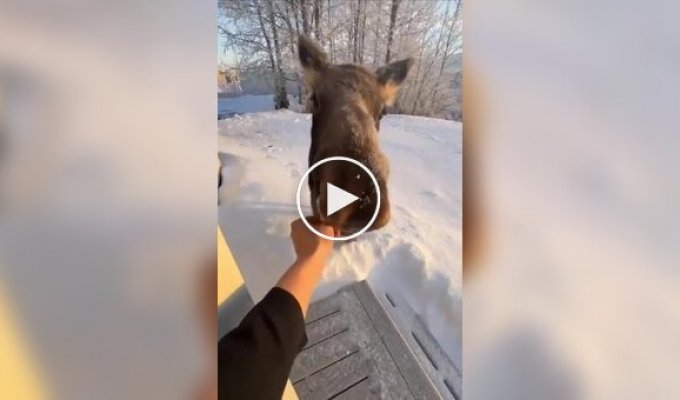 Let's have some tasty food: a moose came to an American's yard