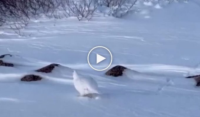 Partridge in the snow