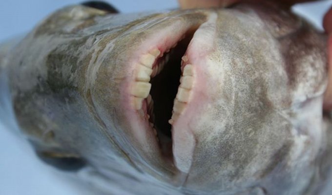 Рыба с человеческими зубами (2 фото)