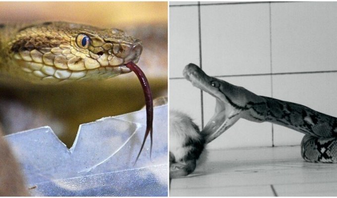 Footage of snake attacks showed how they actually kill (6 photos + 1 video)