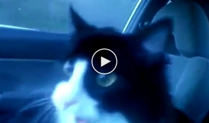Забавная реакция кота который первый раз едет в машине