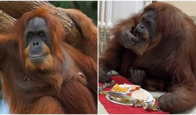 The oldest orangutan in the world celebrated his 63rd birthday (3 photos + 1 video)