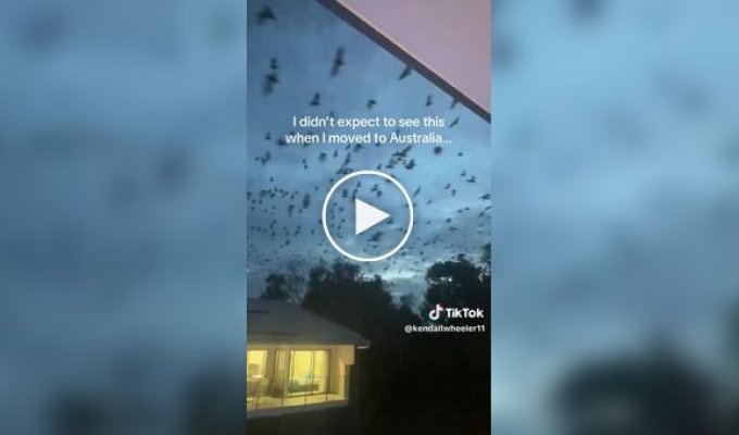 Австралия снова удивляет: тысячи летучих мышей заполонили небо