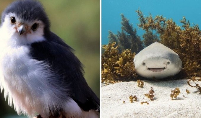 10 predators that mislead with their charming appearance (12 photos)