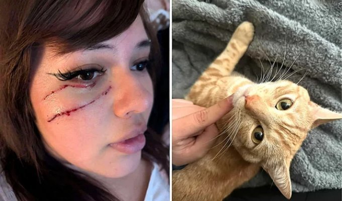 Опасные когти: кот чуть не лишил хозяйку зрения (2 фото + 1 видео)