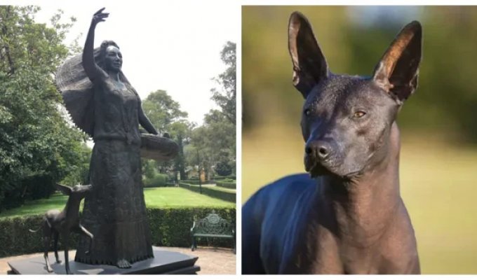 Xoloitzcuintle in the Dolores Olmedo Museum and the history of an unusual cultural symbol of Mexico (14 photos + 1 video)